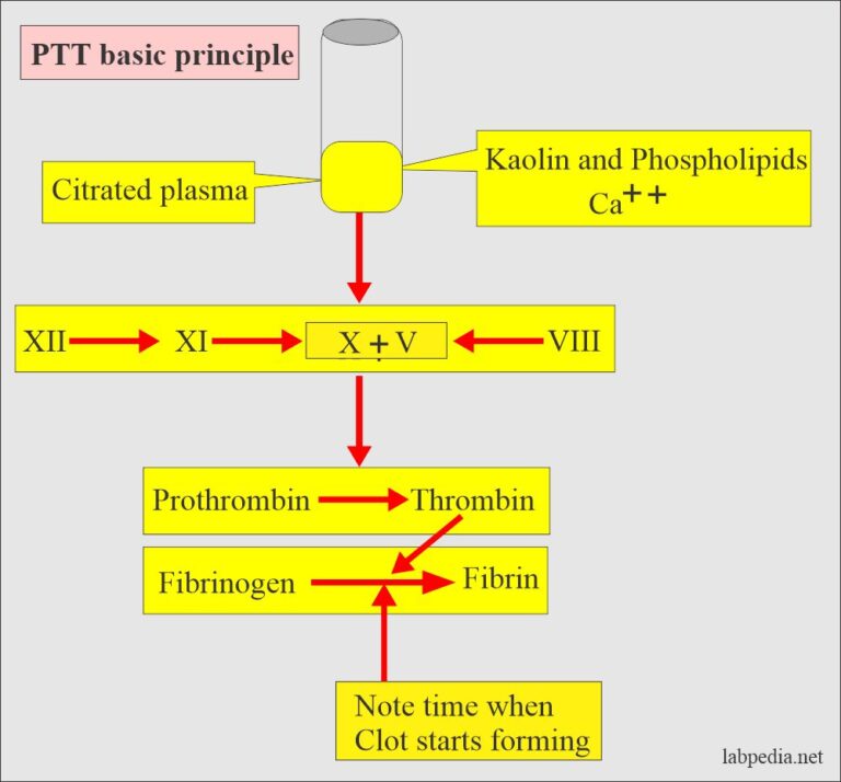 Coagulation:- Part 4 - Partial Thromboplastin Time (PTT) And APTT ...