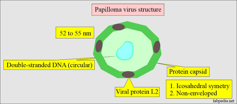 Human Papillomavirus (HPV): Papilloma virus structure