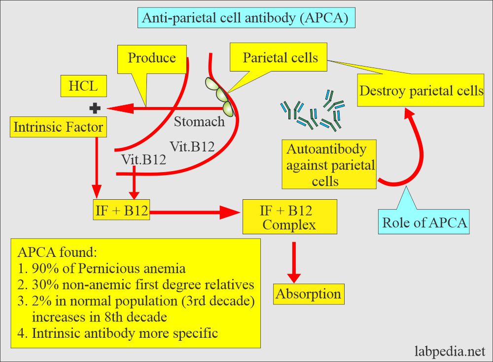 Anti-Parietal cell antibody (APCA) 
