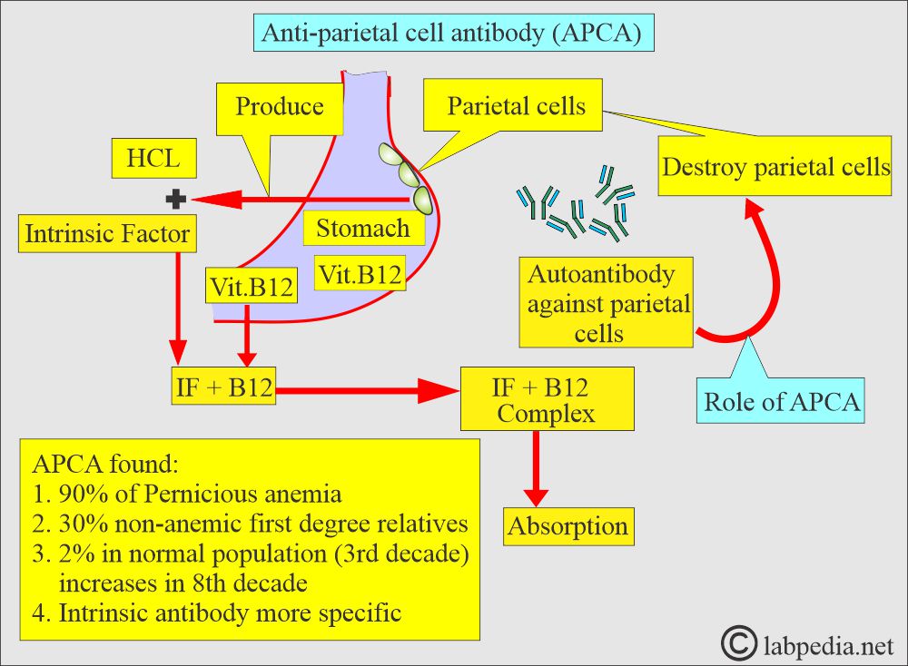 Parietal cells antibody causes pernicious anemia