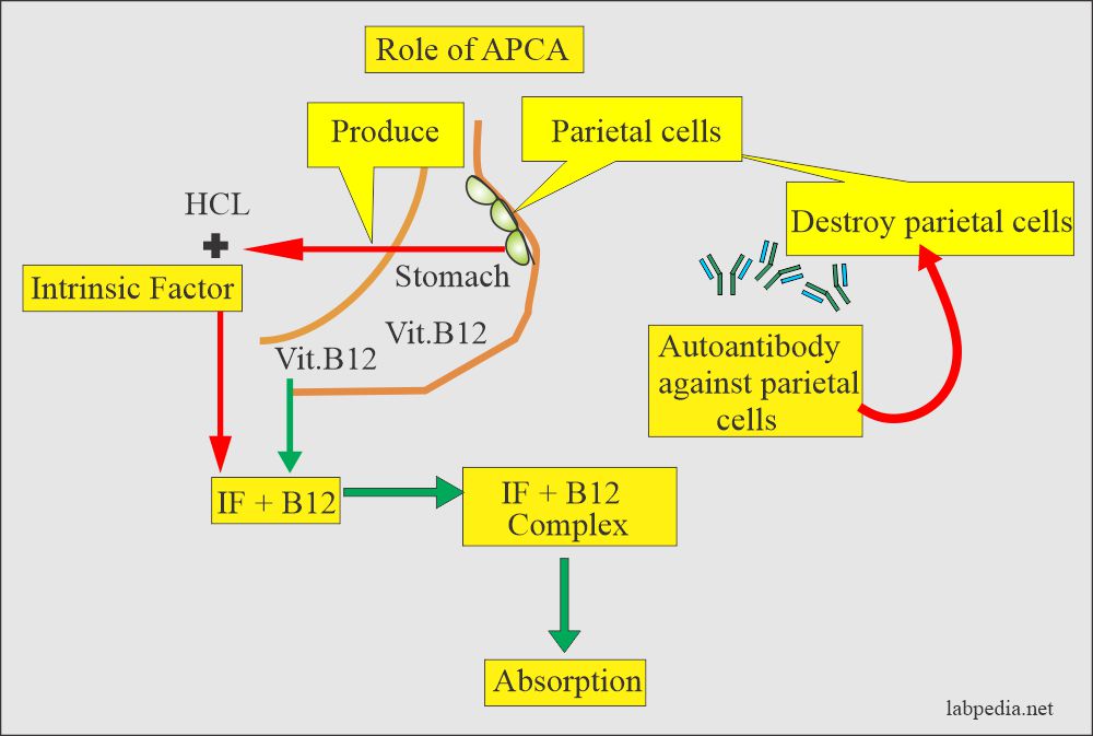 Parietal cells role in pernicious anemia and APCA