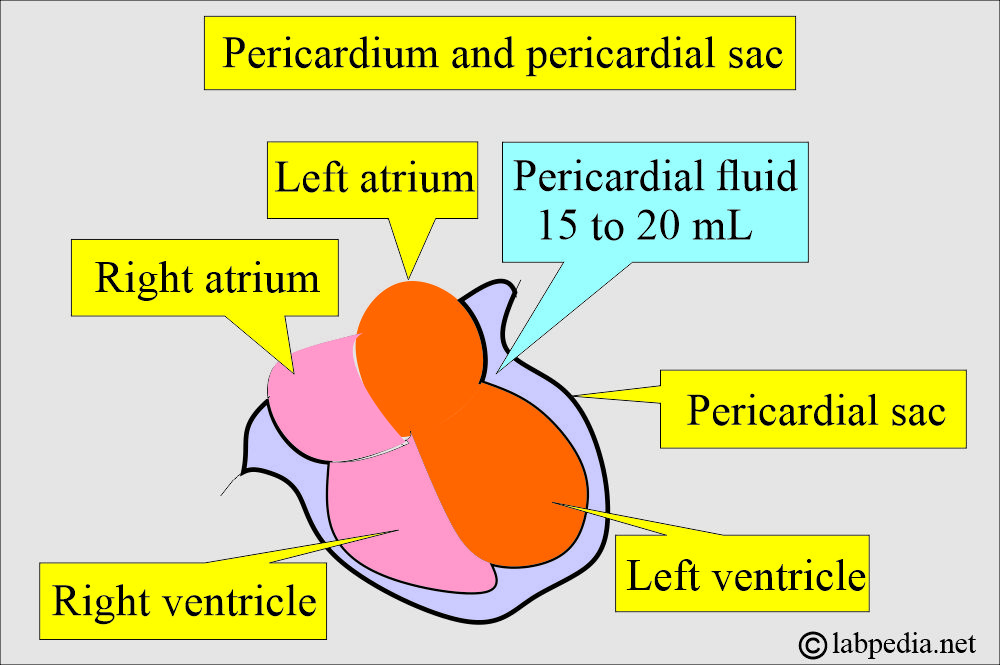 Pericardial sac