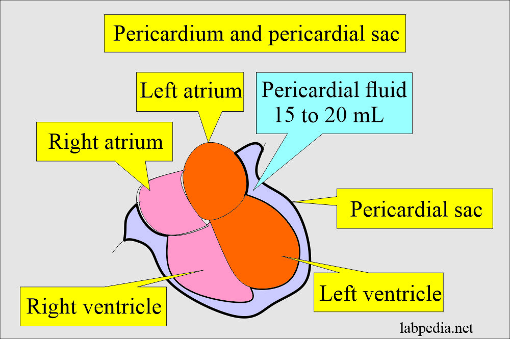 Pericardial fluid Analysis: Pericardial sac and pericardial fluid