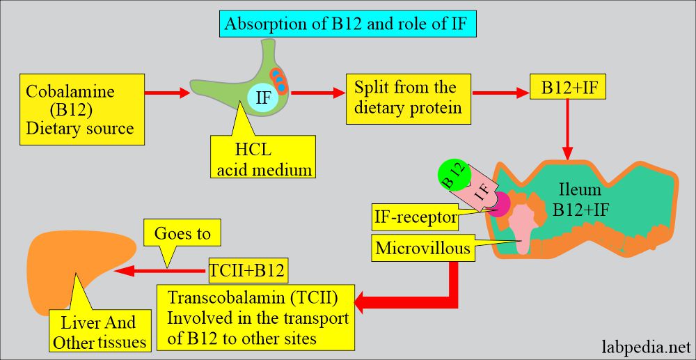 Absorption of B12 and role of IF