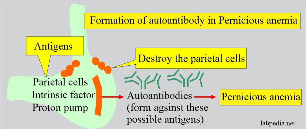 Parietal cells are destroyed by the autoantibosdies