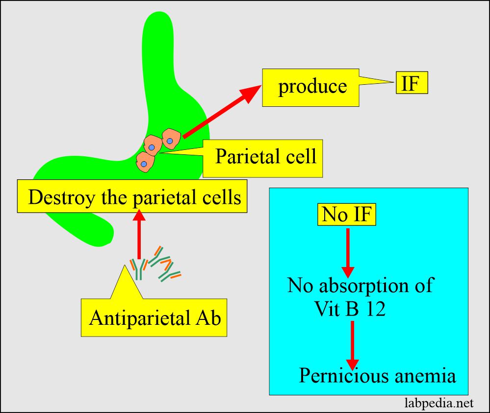 Pernicious anemia mechanism