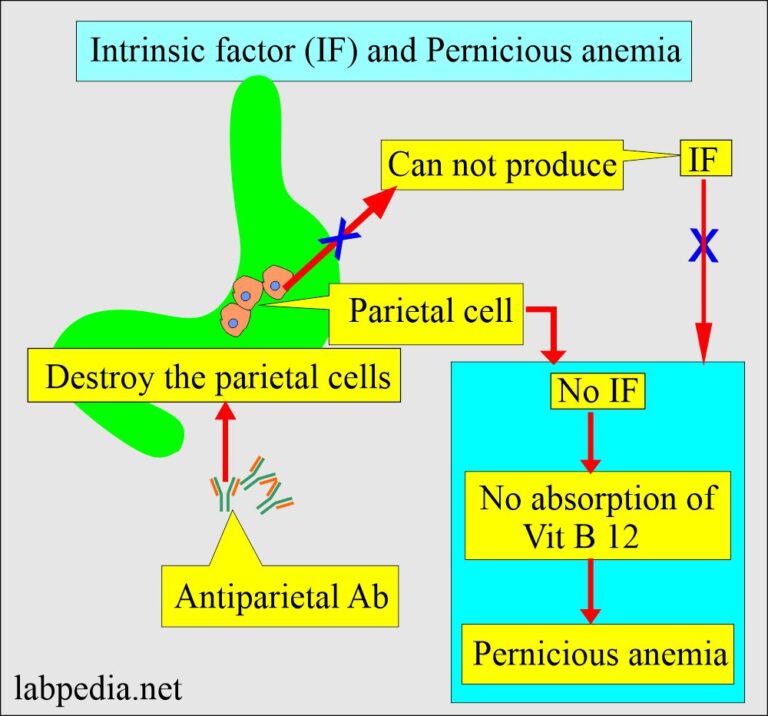 Antiparietal cell antibody (APCA) and Pernicious Anemia