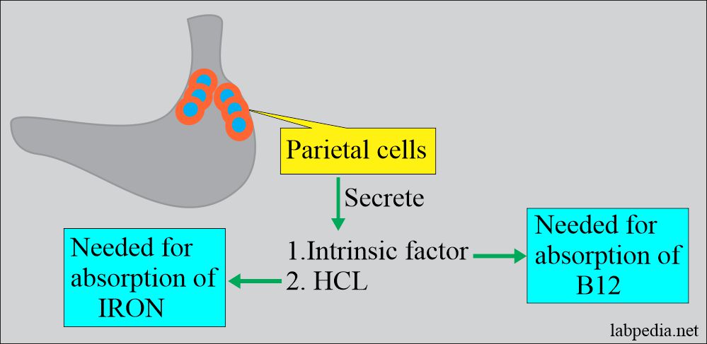 Parietal cells present in upper portion of stomach and produce 