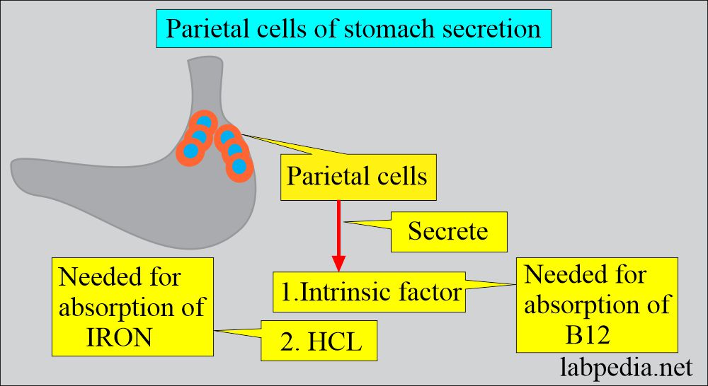 Stomach parietal cells secretion