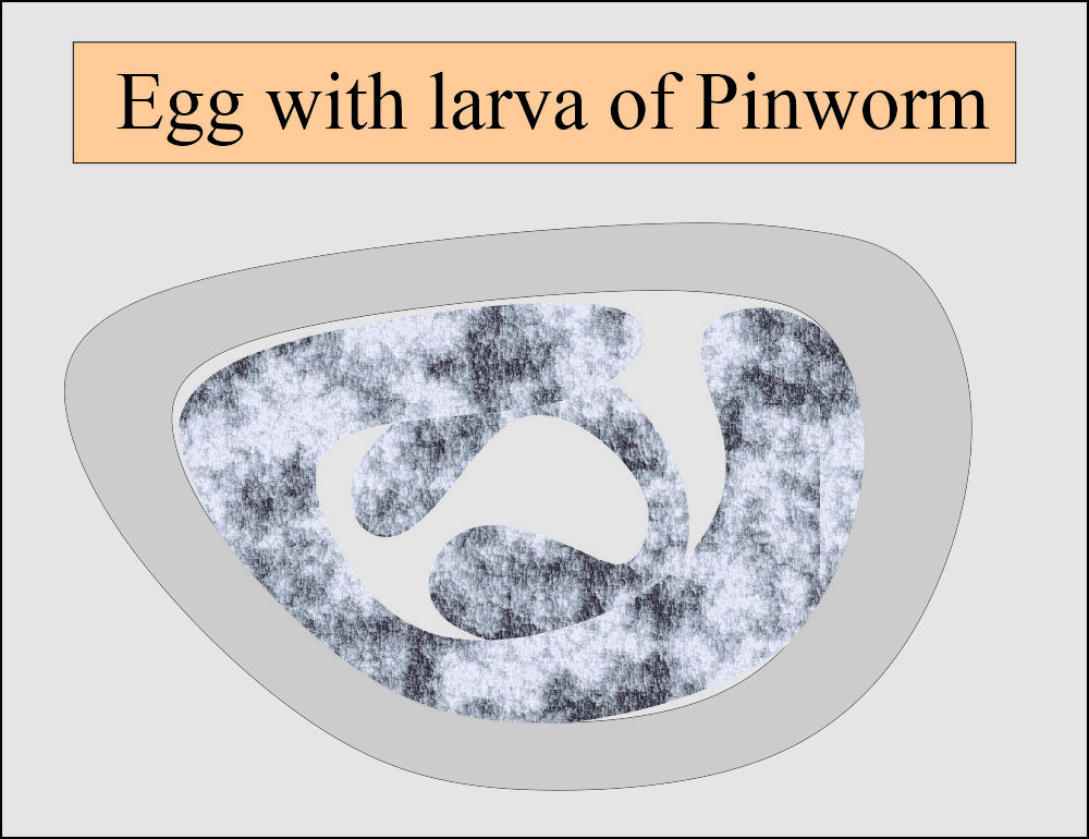 Pinworm egg with larva