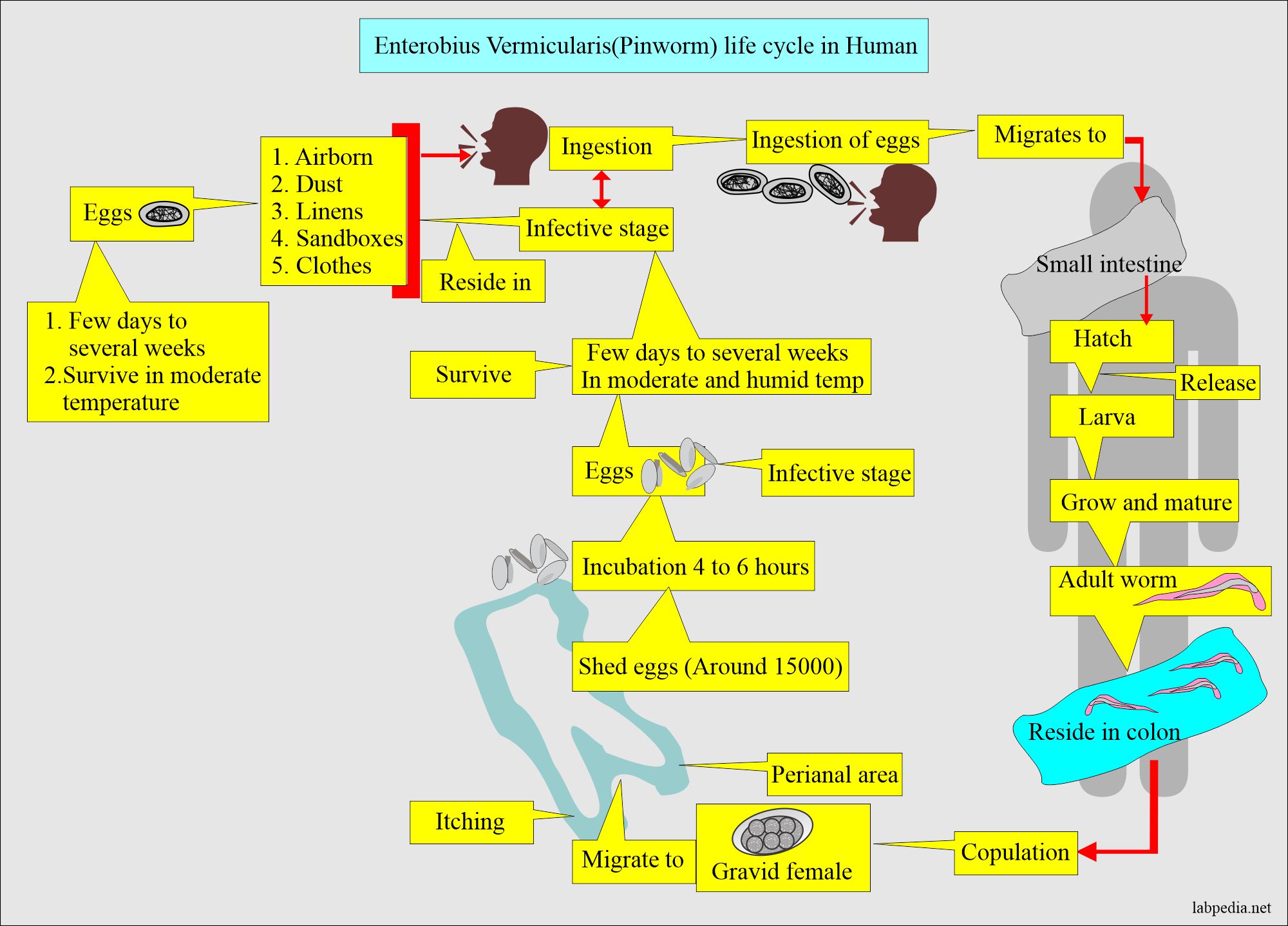 (Enterobius vermicularis (Pinworm) life cycle