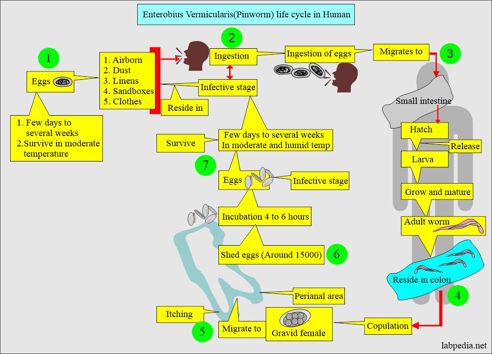 Life cycle of Enterobius Vermicularis (Pinworm) 