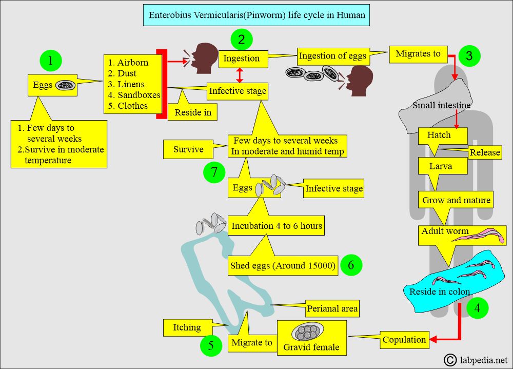 Enterobius vermicularis (Pinworm) life cycle Enterobius vermicularis (Pinworm) life cycle