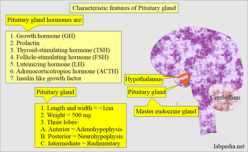 Pituitary gland structure and hormones