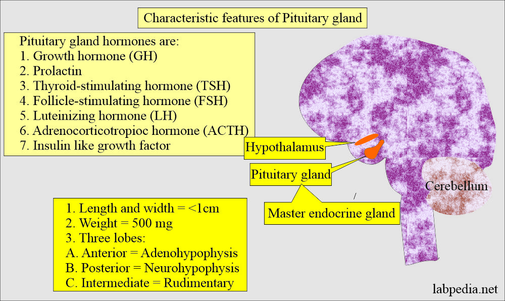 Characteristic features of Pituitary gland 