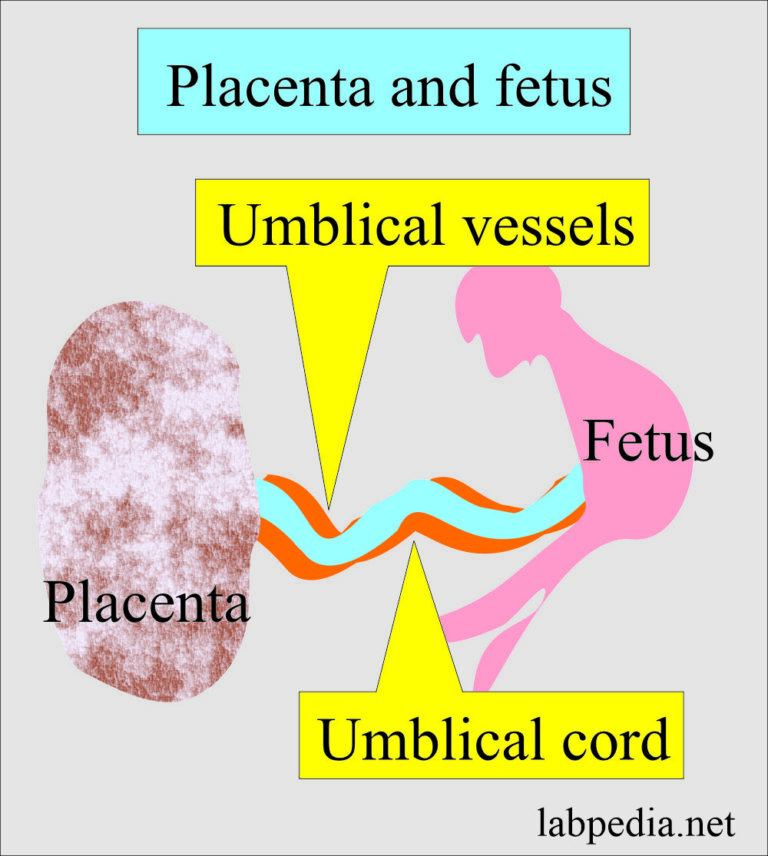 Examination Of Placenta And Umbilical Cord - Labpedia.net