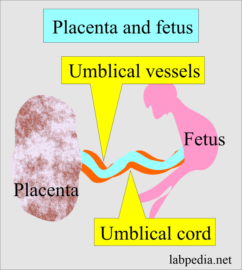 Diagram Of The Fetus Placenta And Umbilical Chord