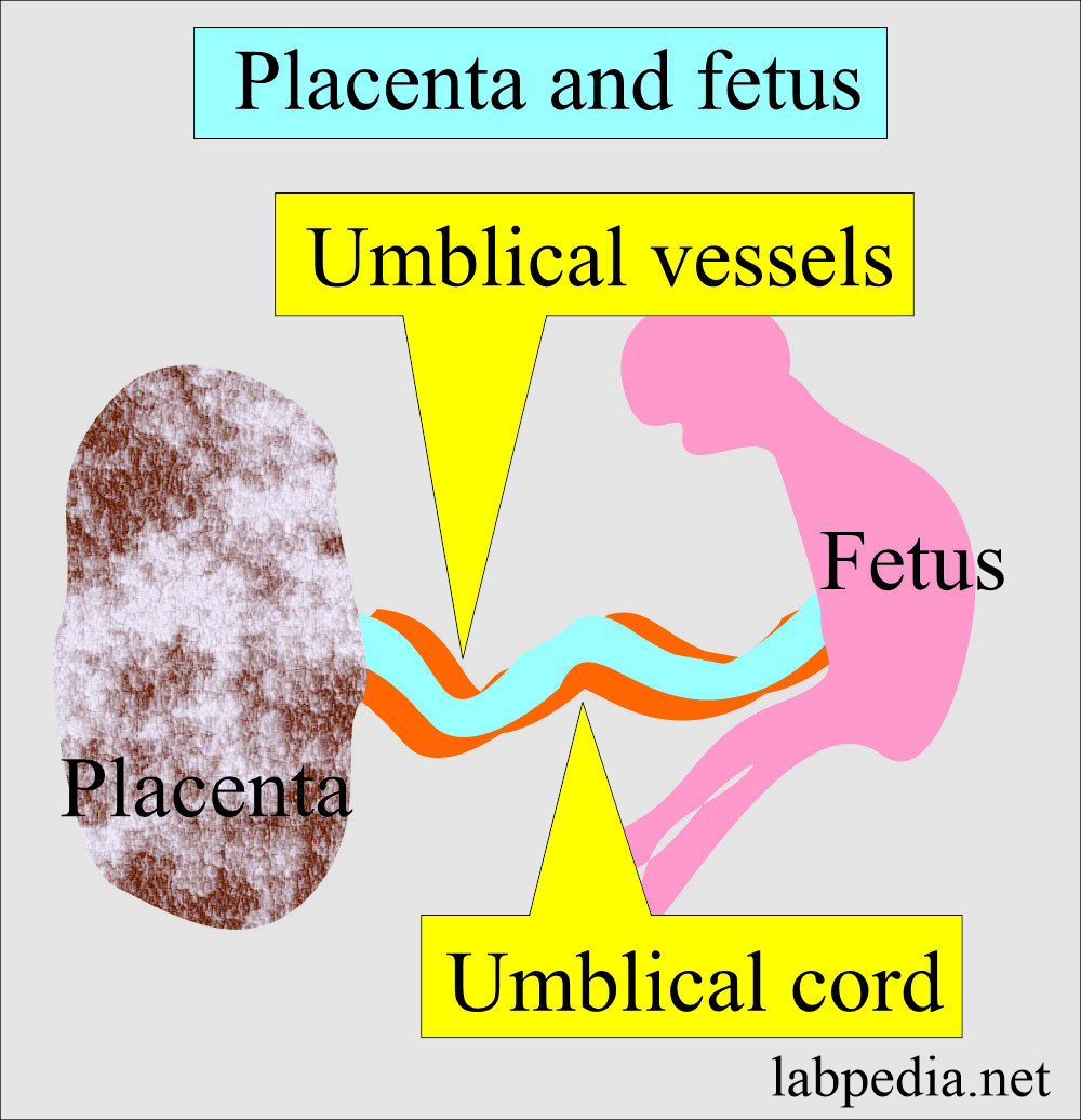 Placenta and fetus