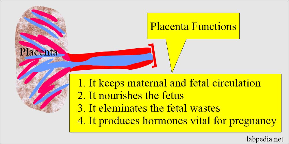 Placenta and Umbilical Cord: Placenta functions