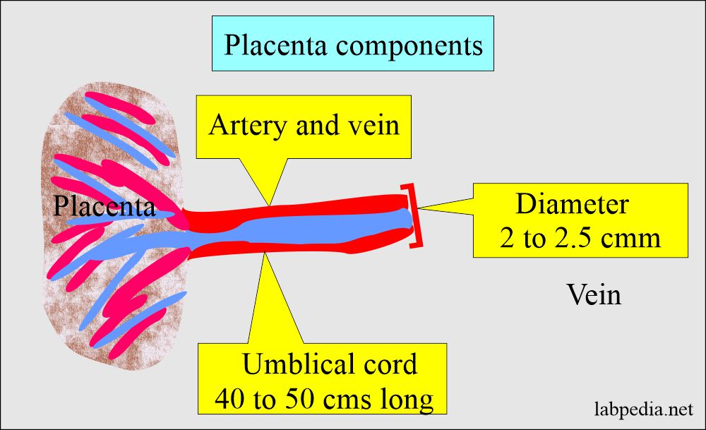 Placenta structure