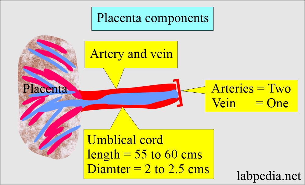 Placenta structure