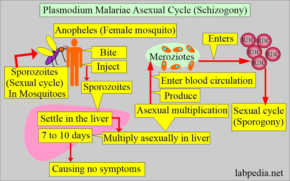 Plasmodium Malariae asexual cycle