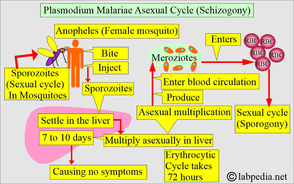 Plasmodium Malariae asexual cycle