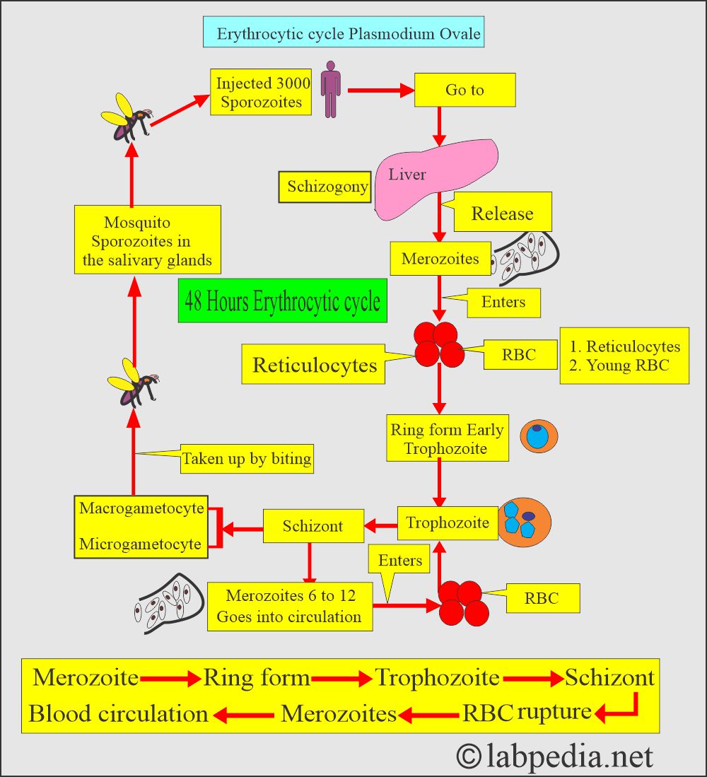 Plasmodium Ovale erythrocytic cycle