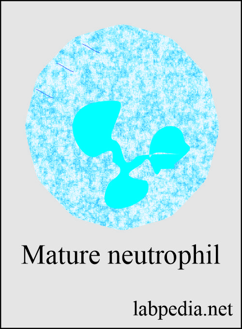 Mature neutrophil