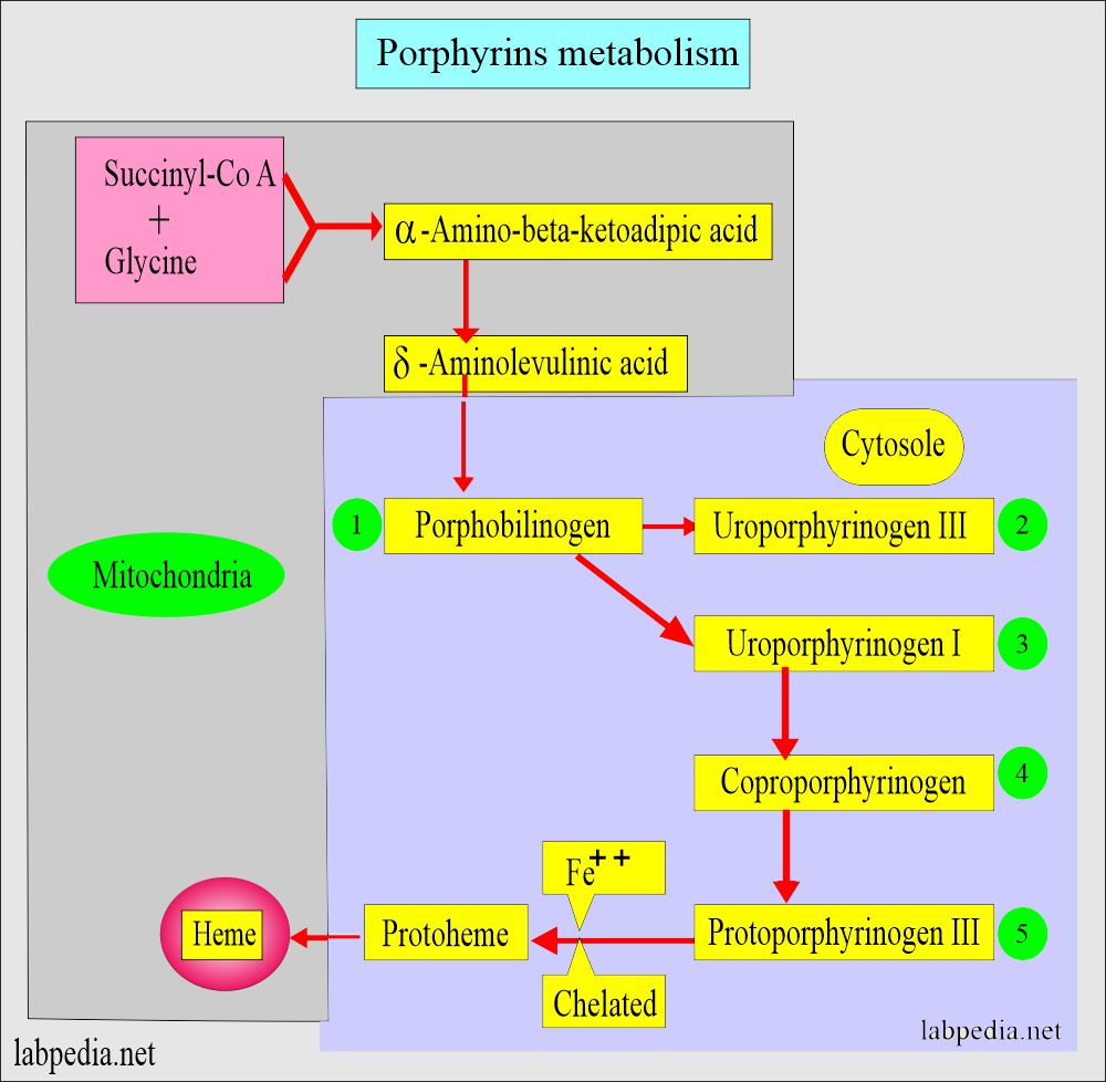 Porphyrias: Porphyrins metabolism