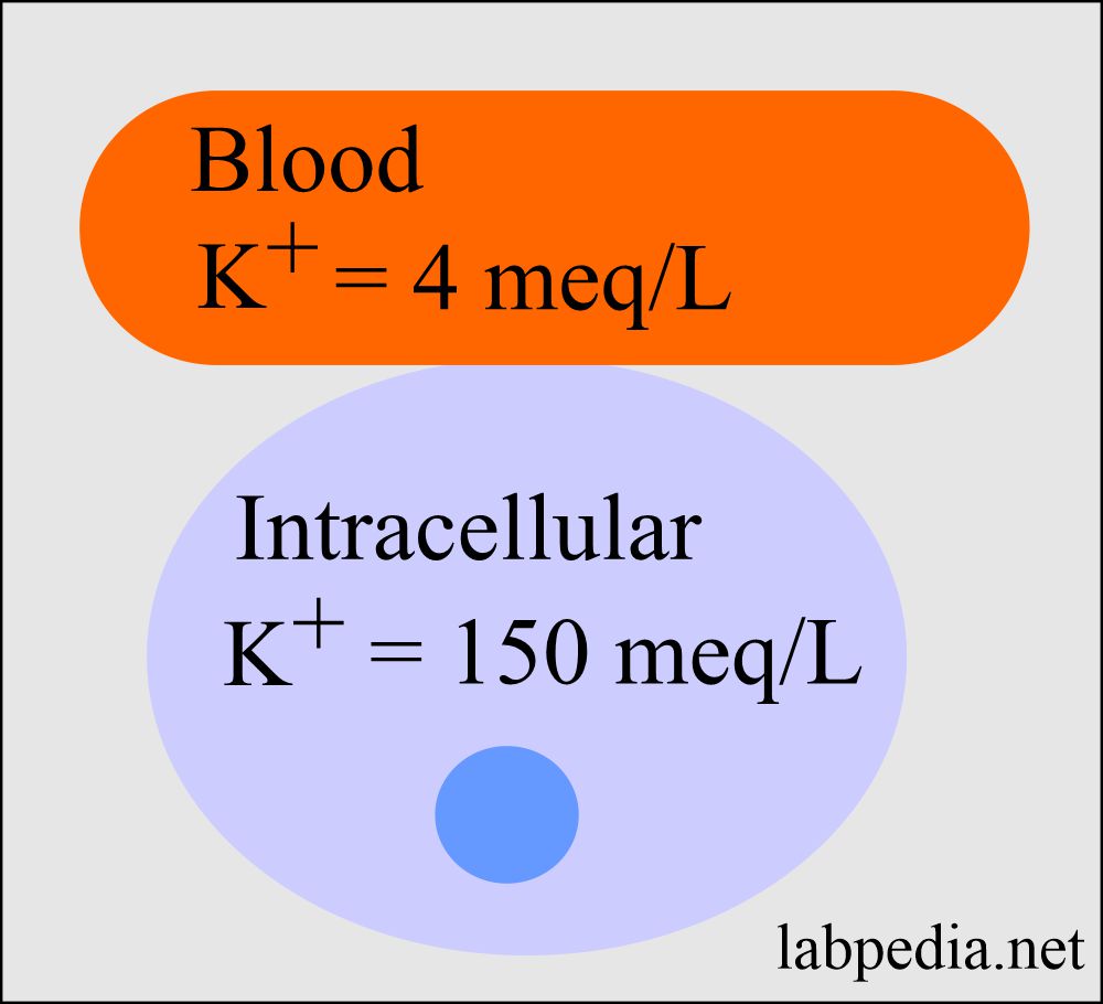 Potassium Intracellular and in the blood level