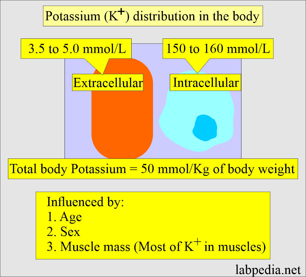 Urine Potassium (K+): Potassium distribution in the body
