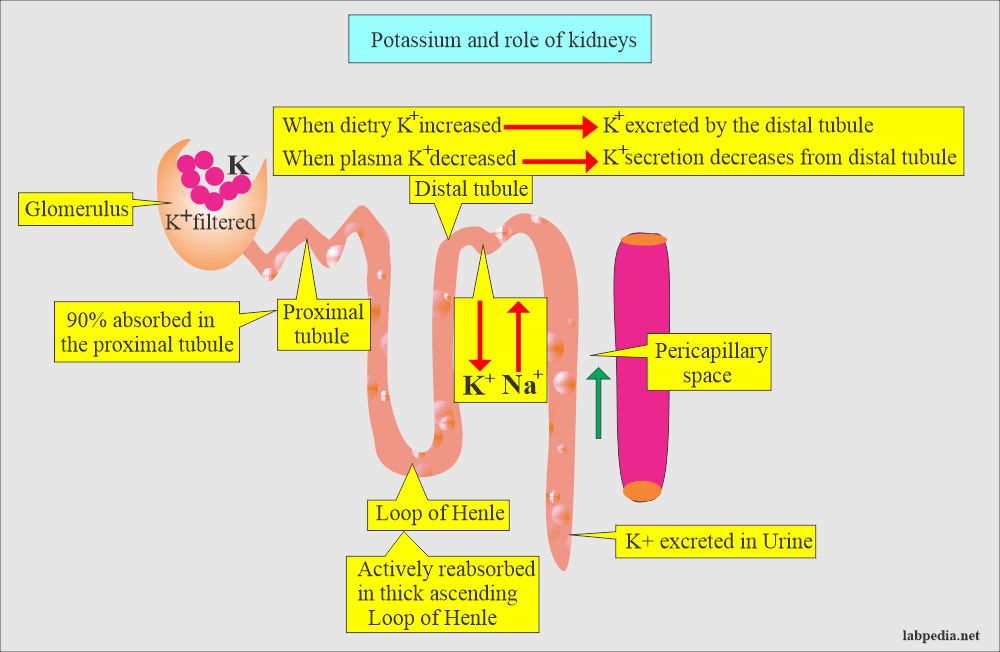 Potassium secretion/absorption from kidney