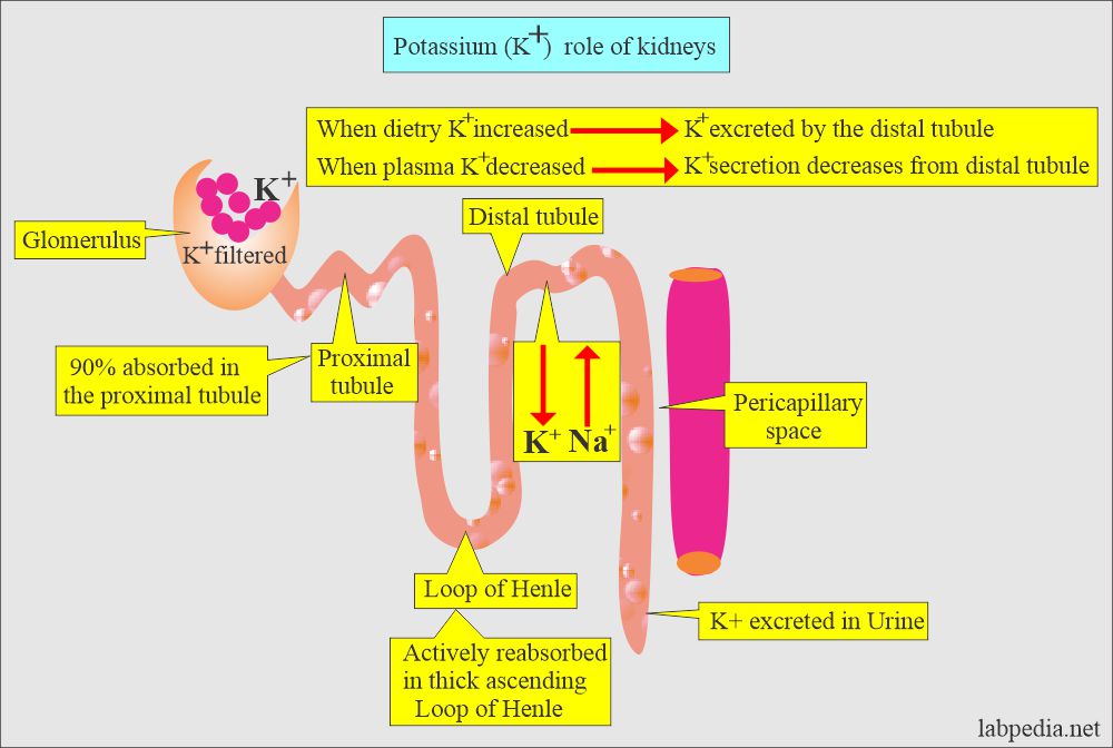 Urine Potassium (K+): Potassium (K + ) balancing role of the kidneys