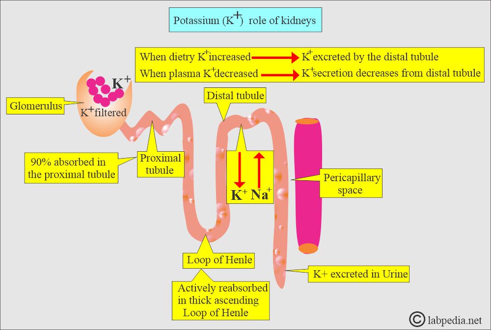Potassium secretion/excretion and role of the kidneys Potassium secretion/excretion and role of the kidneys