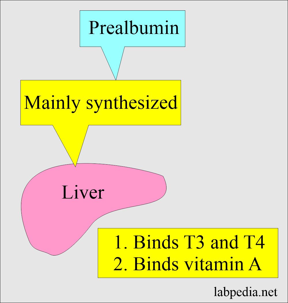 Prealbumin synthesis and is carrier protein
