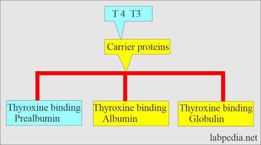 Thyroid hormone carrier protein