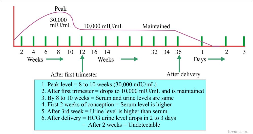 Levels by hcg week pregnancy HCG Levels