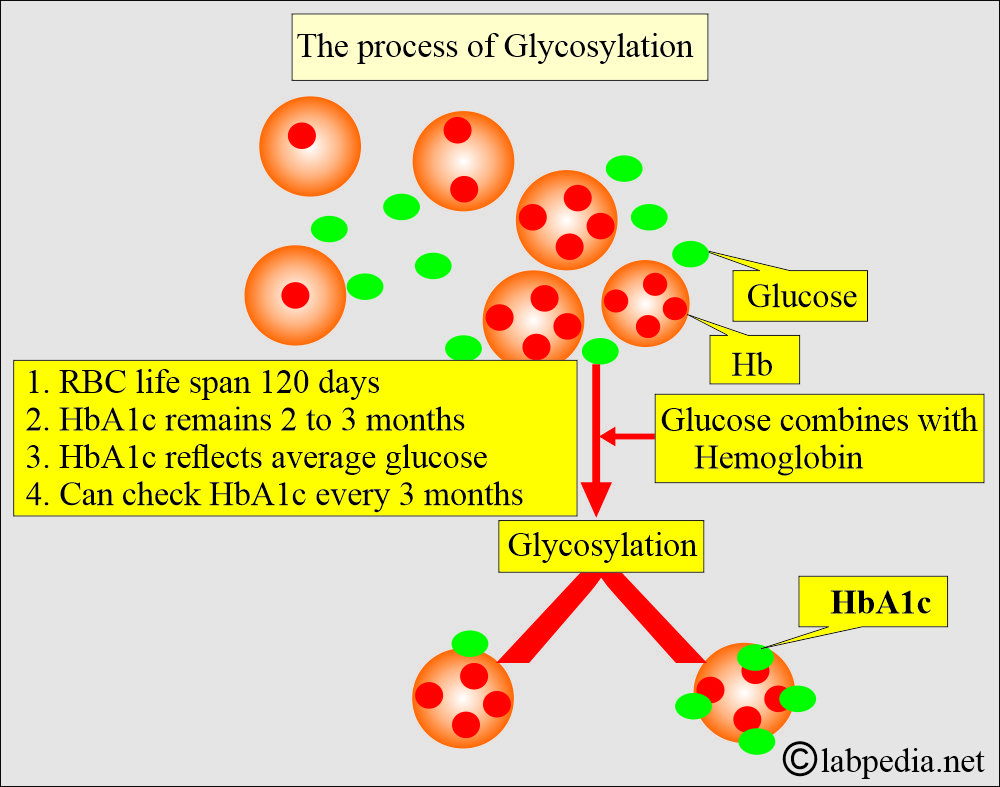 The Process of glycosylation