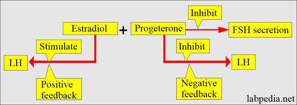 Progesterone and estradiol role for LH and FSH