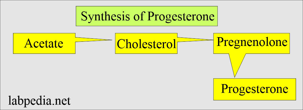 Progesterone biosynthesis