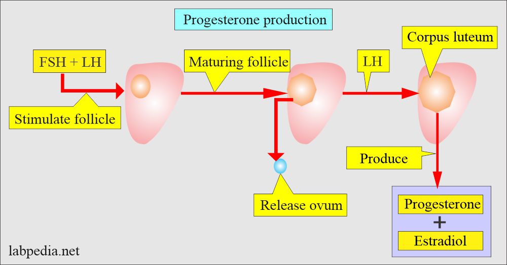 Progesterone hormone production