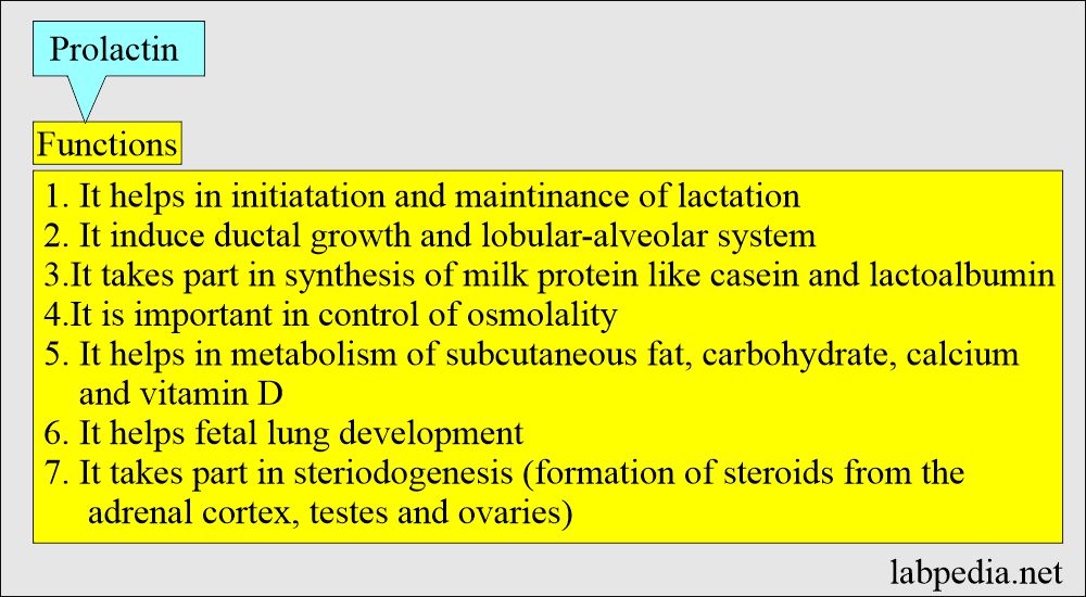 Prolactin functions