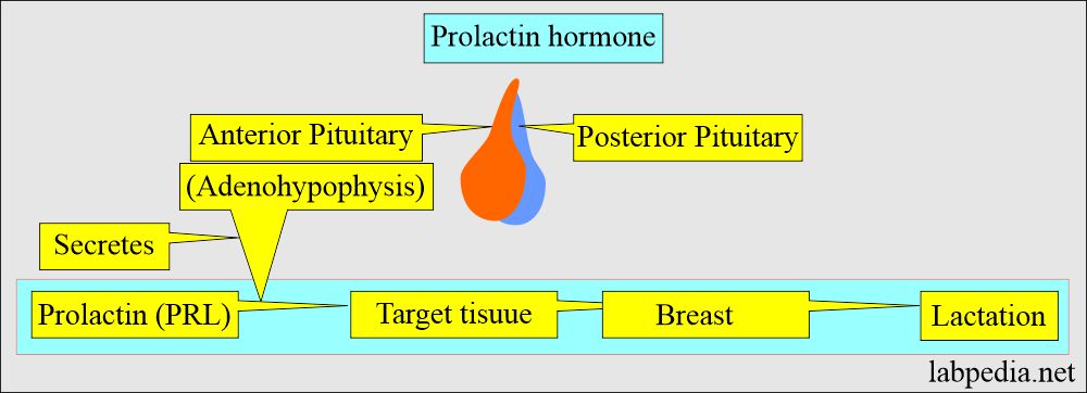 Prolactin (PRL): Prolactin secretion 