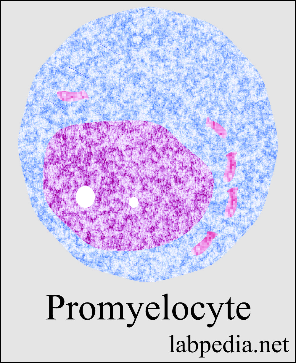 Promyelocyte