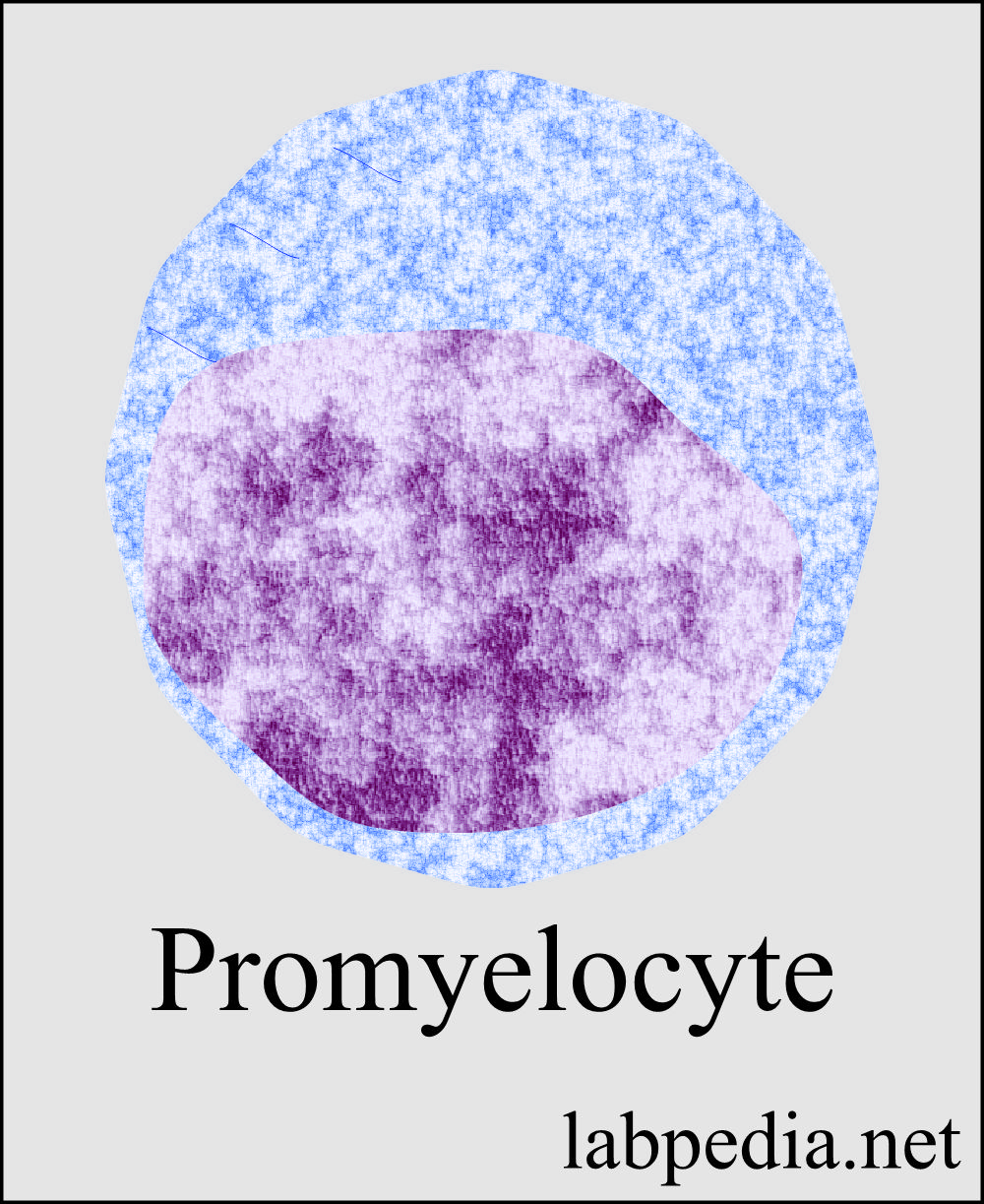 Promyelocytic cell