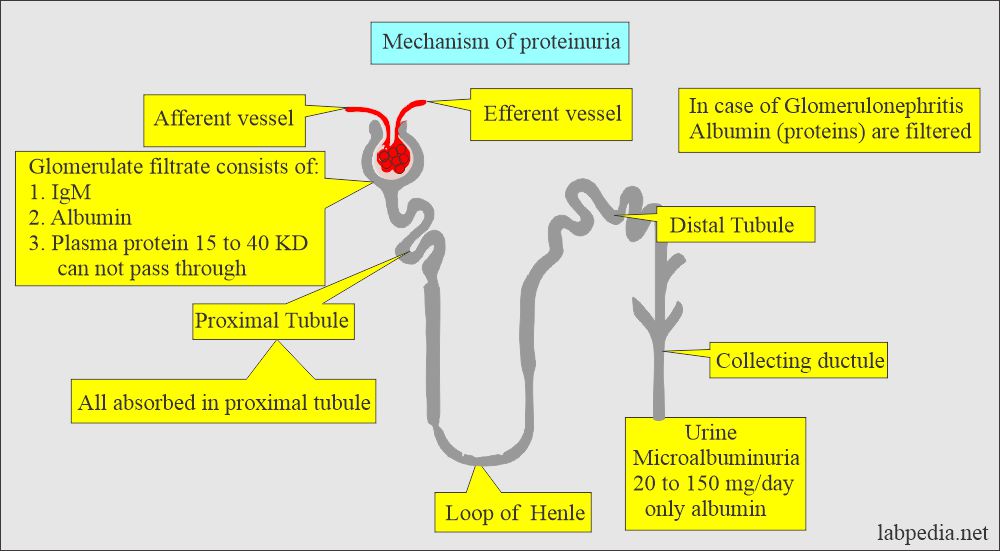 Urine protein: Proteinuria mechanism