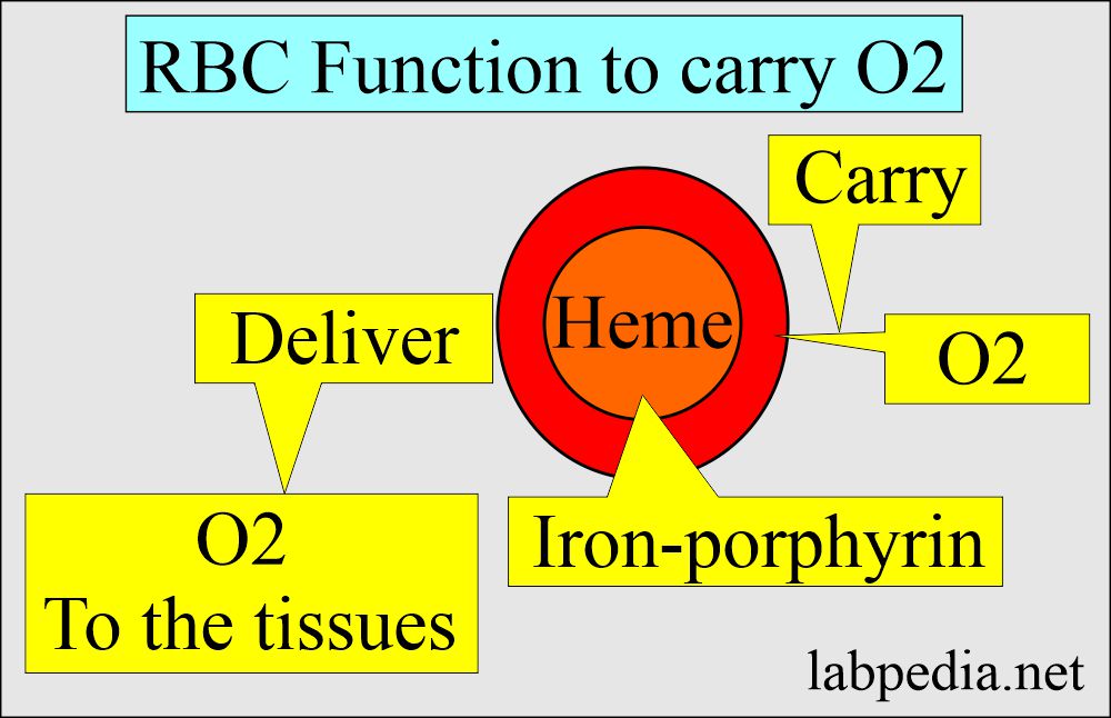 RBC function to carry O2 