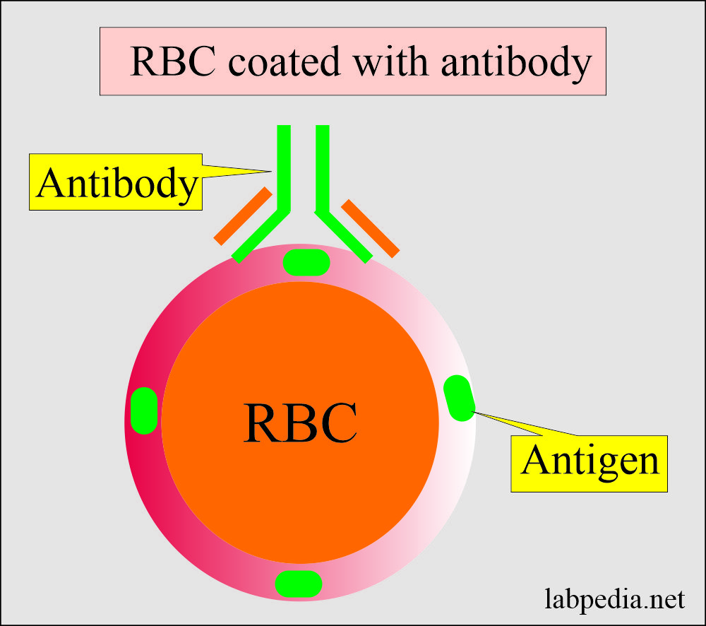 RBC coated with Antibody