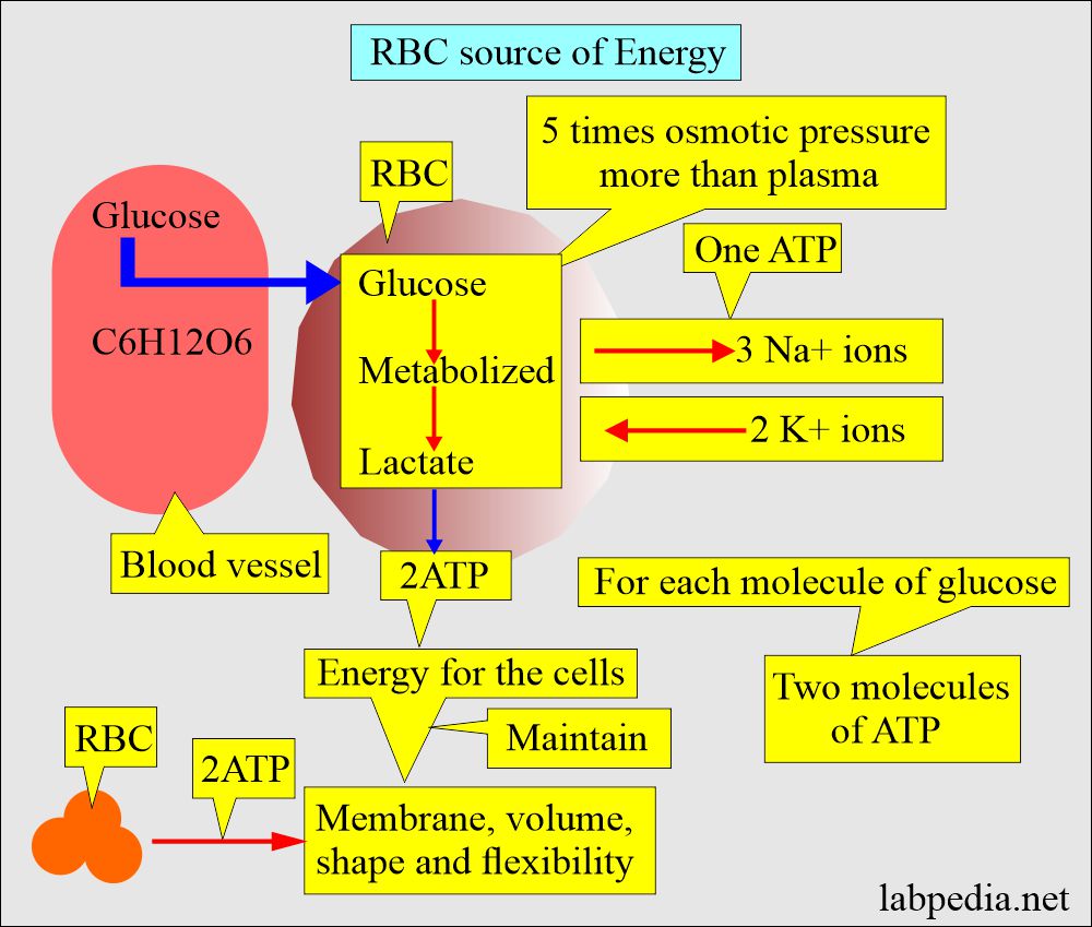 RBC source of energy